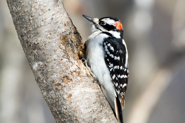 profile of a hairy woodpecker sitting on a branch
