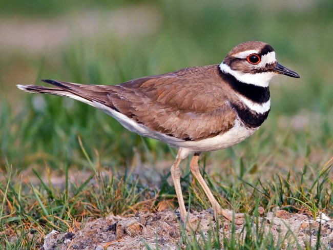 close-up of a killdeer walking on grass