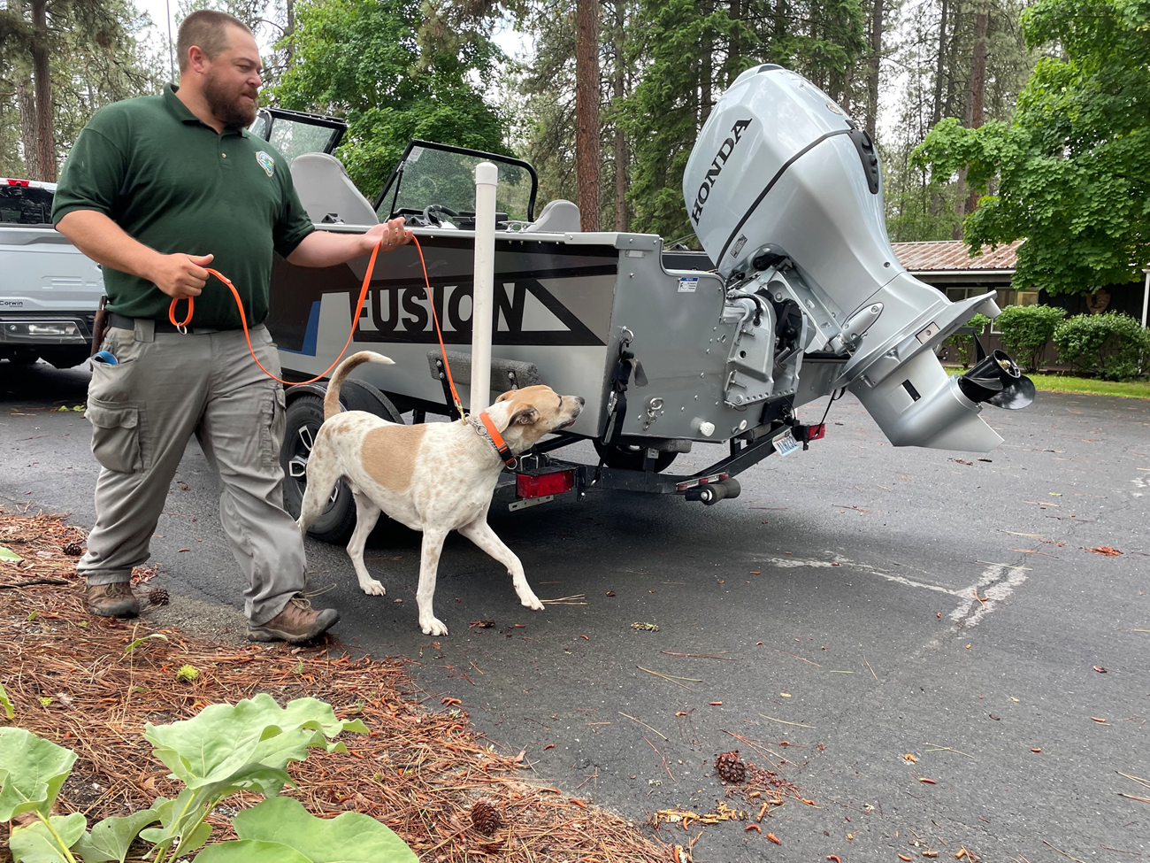 A white and tan dog with an orange leash and collar sniffs a boat while its handler walks alongside.