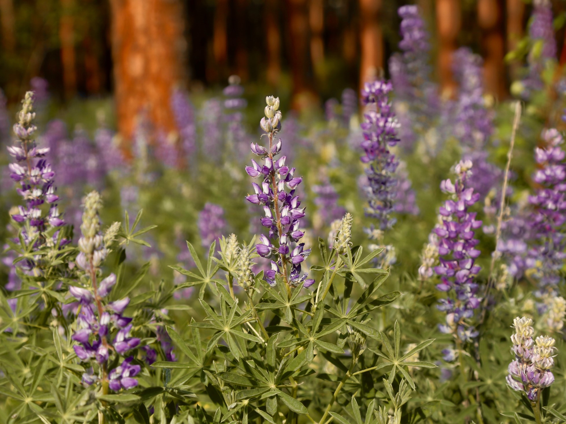 Wildflowers - Lake Roosevelt National Recreation Area (U.S.