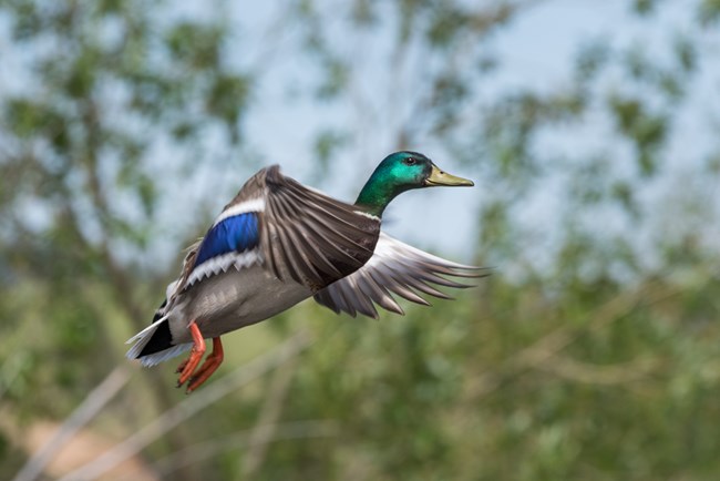 male mallard taking flight
