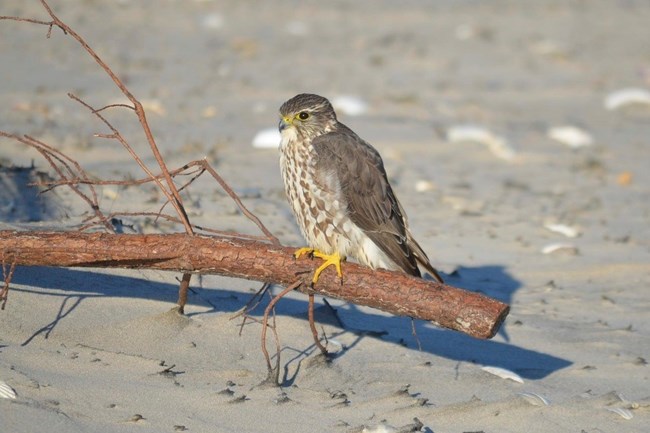 a merlin perches on a downed branch on a sandy beach