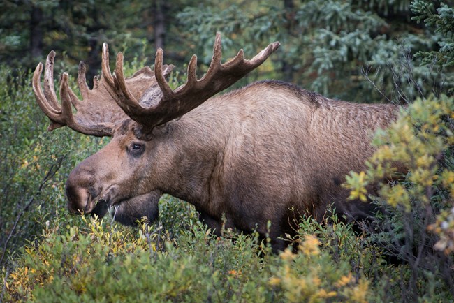 A bull moose walks through leafy brush