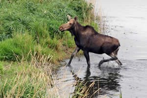 Moose Moose
