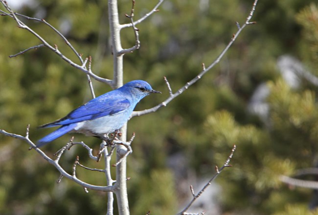 profile of a mountain bluebird sitting on a branch