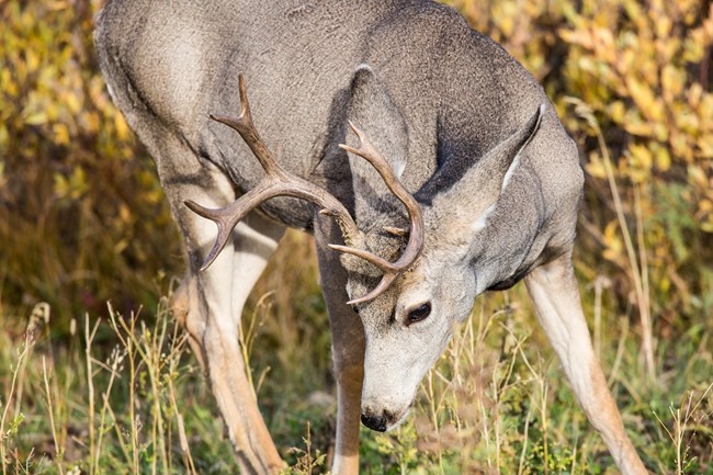 A buck deer bends down to feed.