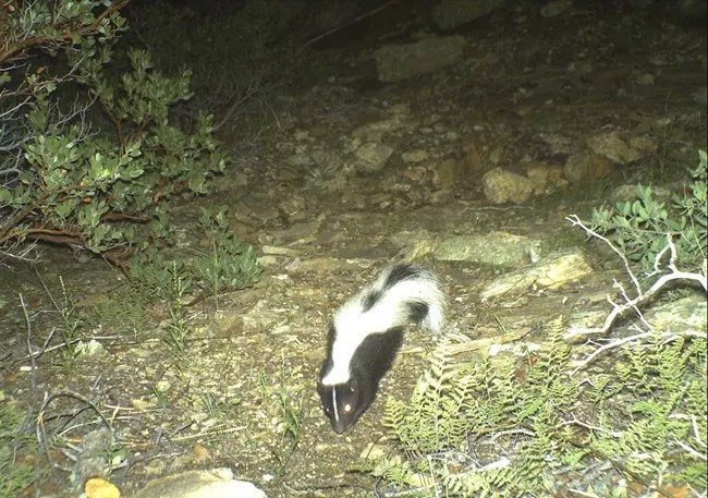 a striped skunk walks in the underbrush