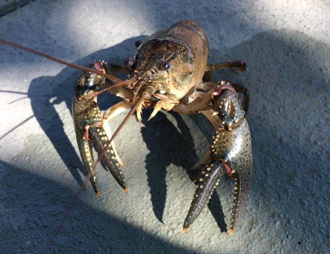 Brown crayfish with tiny yellow knobs over its body and two beady eyes.