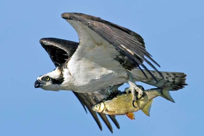 an osprey in flight holds a fish in its talons