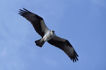 Osprey.gif