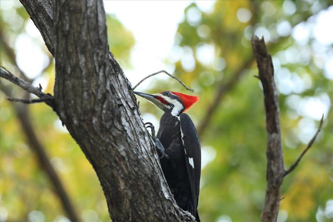 a pileated woodpecker sits on a tree trunk