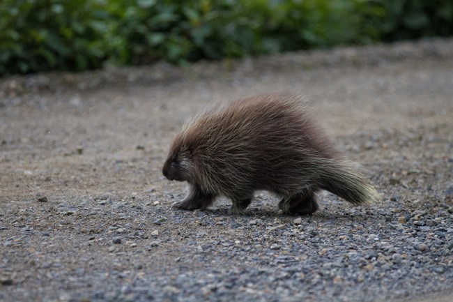 a porcupine walking across a gravel road