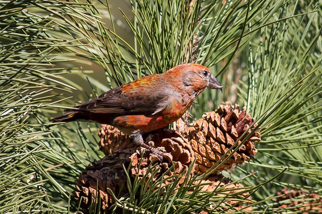 a male red crossbill sits on a pine cone in a tree