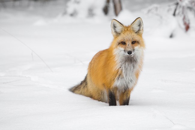Fox is sitting in snow looking at camera