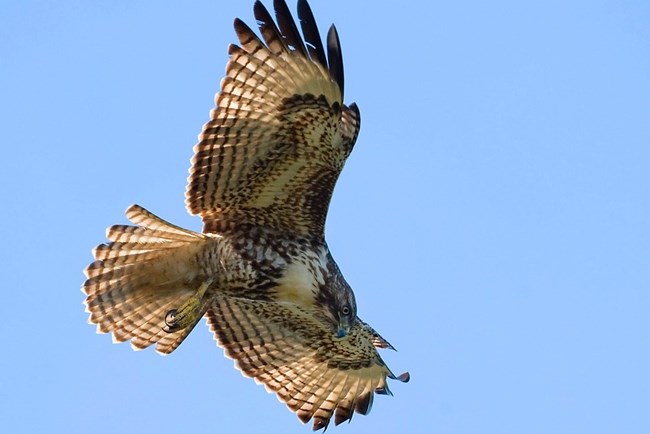 view of a red tailed hawk from below as it soars with wings outspread