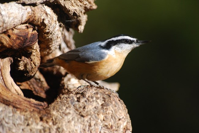 profile of a red-breasted nuthatch perched on a tree