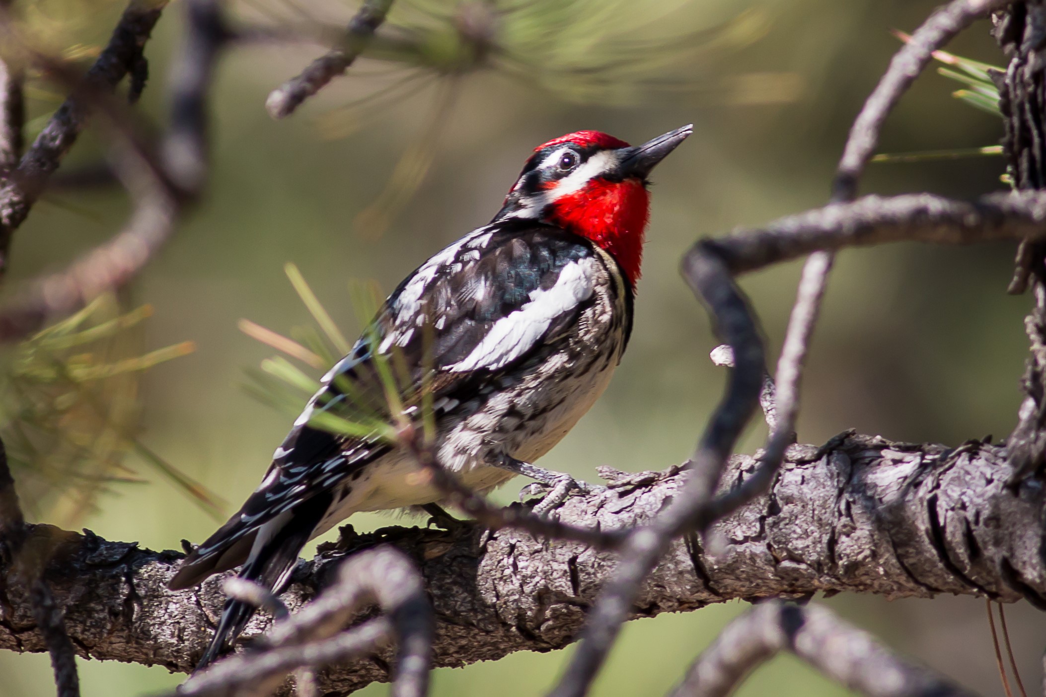 Songbirds and Woodpeckers - Lake Roosevelt National Recreation Area (U
