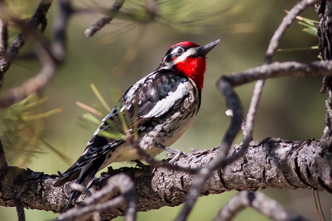 a red-naped sapsucker sits on a pine branch, head tilted upward