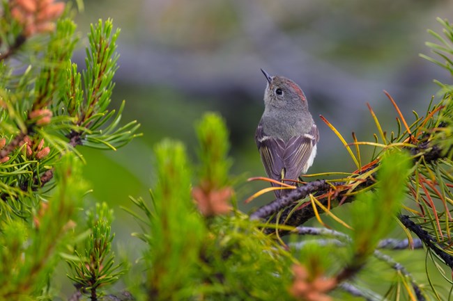 a view of view of the back of a ruby-crowned kinglet with its head tilted up