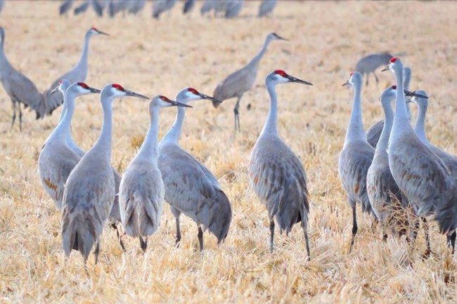 a group of sandhill cranes stand together in a grassy field