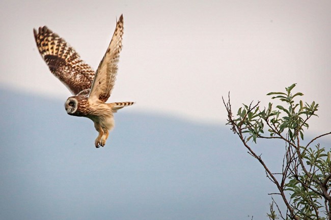 a short-eared owl takes flight from a tree