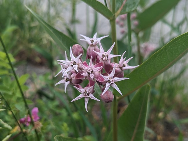 Pink star-shaped flowers of the showy milkweed
