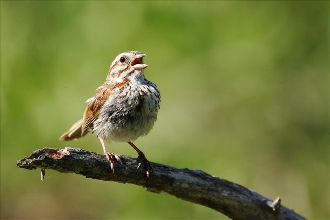 a song sparrow opens its mouth to sing