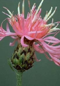 Spotted Knapweed