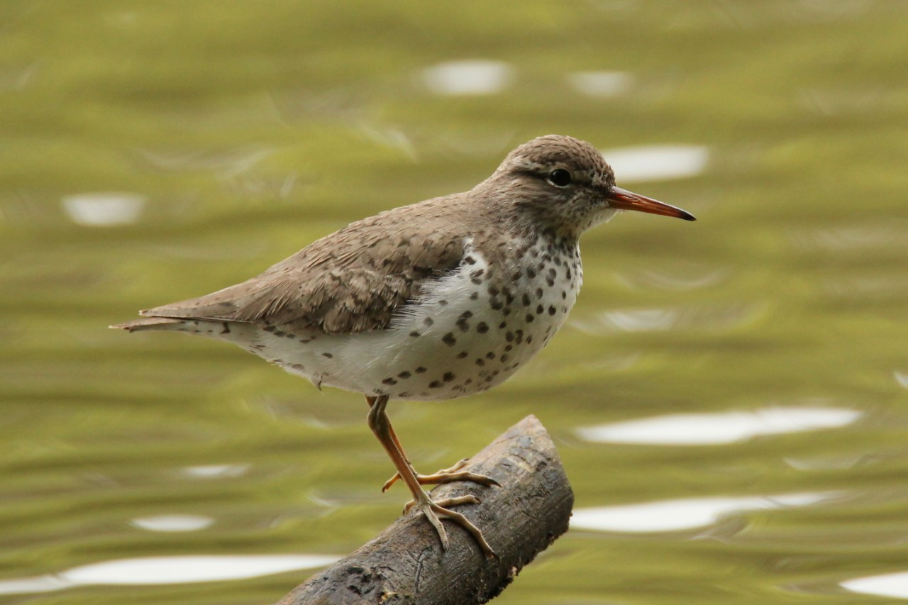 a spotted sandpiper perches on a branch over water