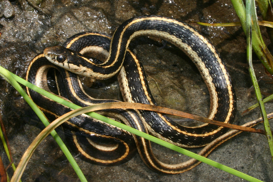 Reptiles lake roosevelt national recreation area u s national park