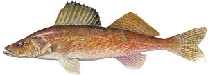 Drawn depiction of a walleye fish.