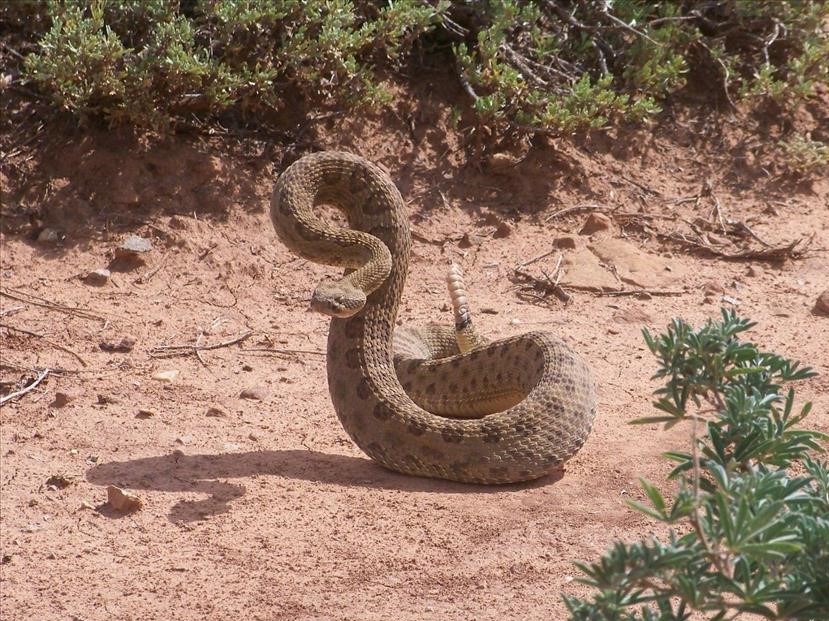 reptiles-lake-roosevelt-national-recreation-area-u-s-national-park