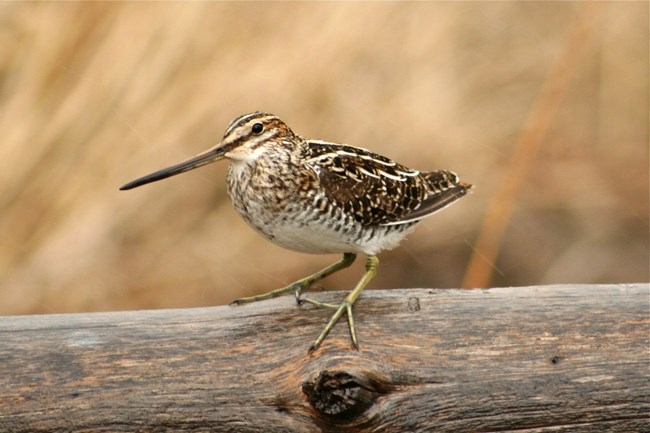 a small brown and tan bird with a long beak stands on a log