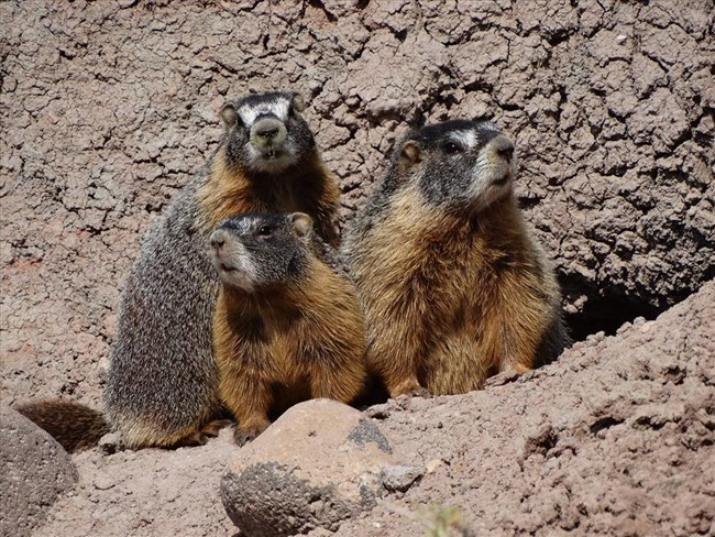 three marmots sit together outside the entrance of their burrow