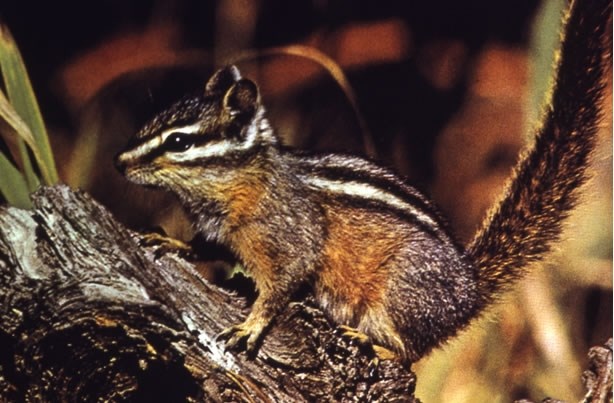 side view of a yellow-pine chipmunk with stripes on its head and body