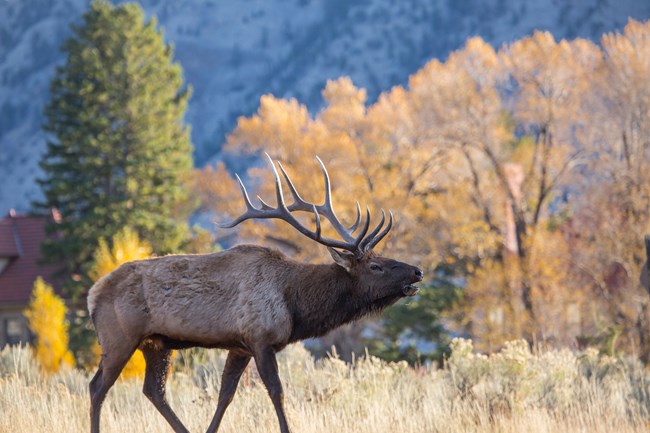 Side view of a bull elk bugling against the backdrop of yellow cottonwood trees.