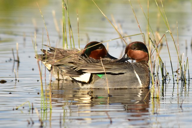 two green-winged teals float together on the water surrounded by reeds