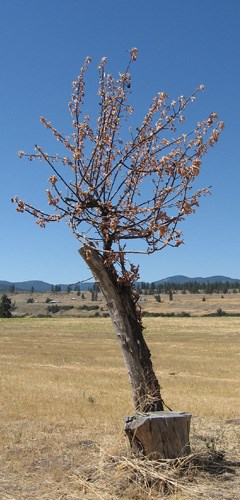 Golden Translucent apple tree that died in 2008. Golden Translucent apple tree that died in 2008.
