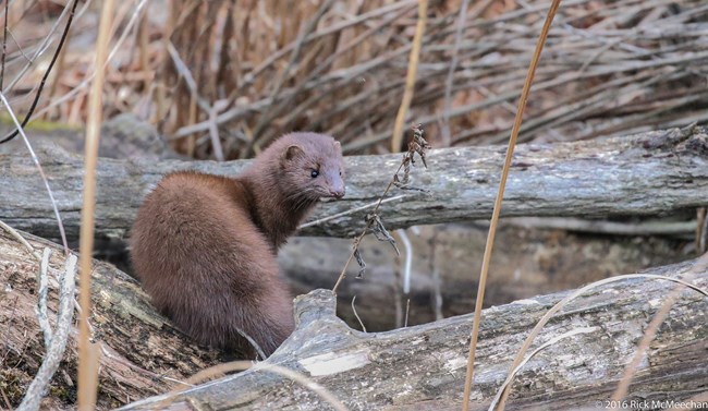Mink turns to look over its shoulder, surrounded by three grey logs and dry reeds