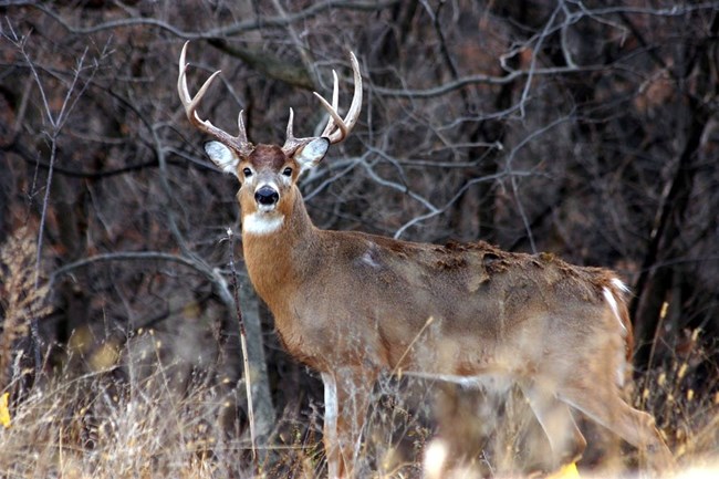 a white-tailed deer buck pauses in the grass to look toward the camera