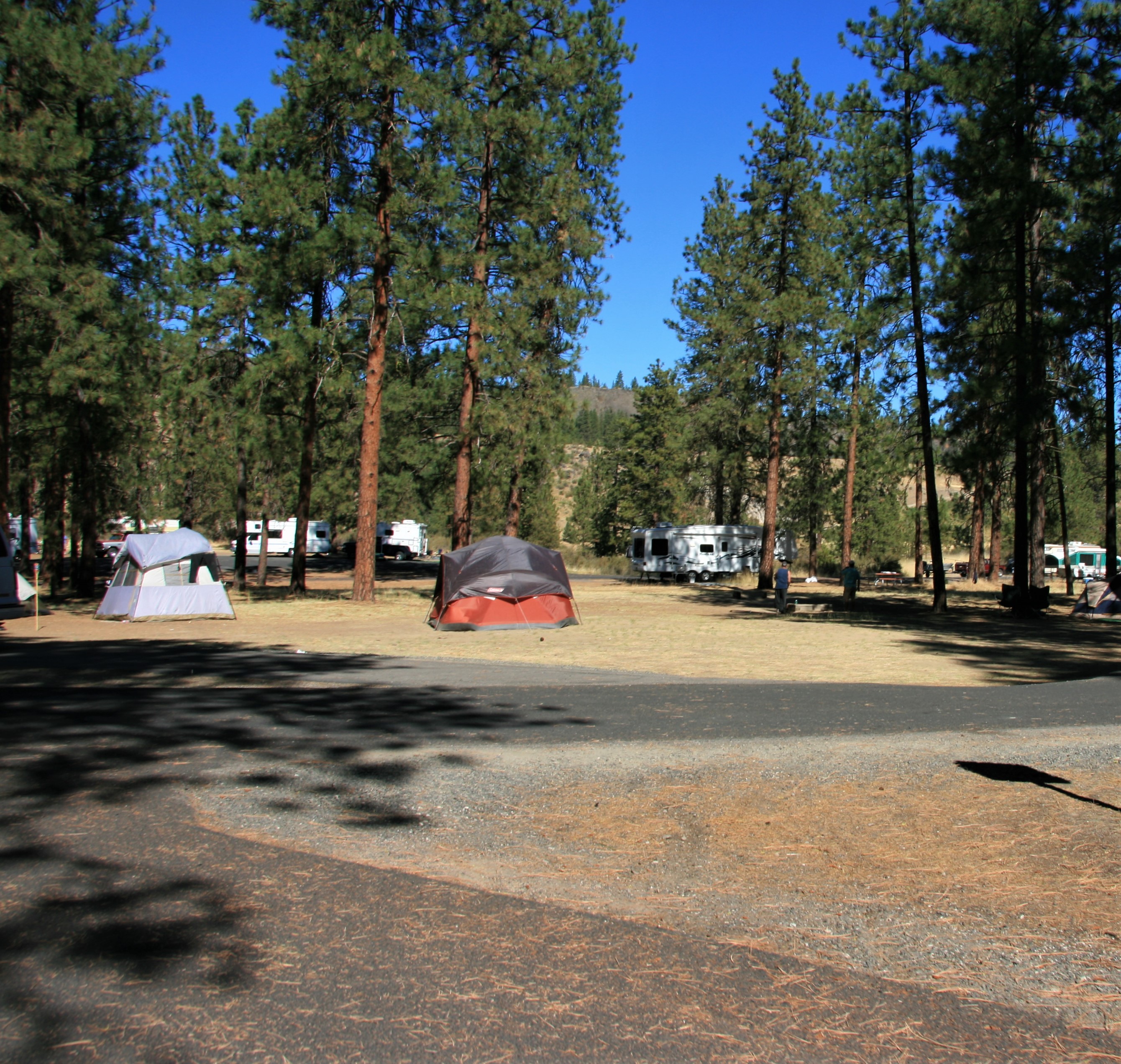 Tents and RVs camping in Fort Spokane campground tents and rvs camping in the pine trees
