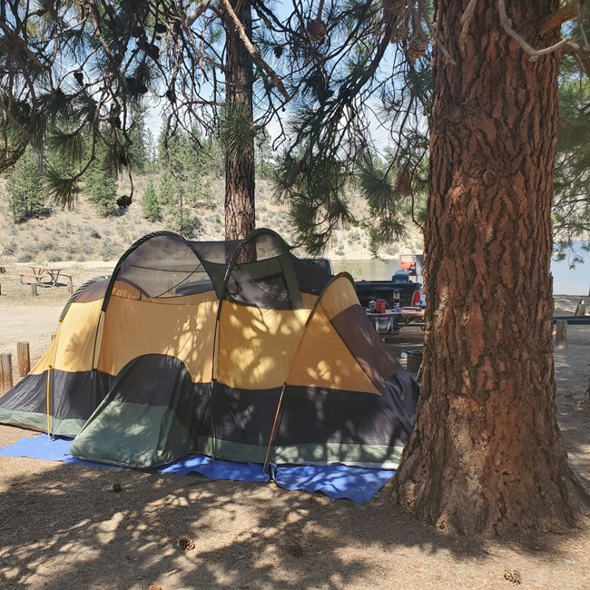 Yellow tent pitched underneath a shady pine tree.