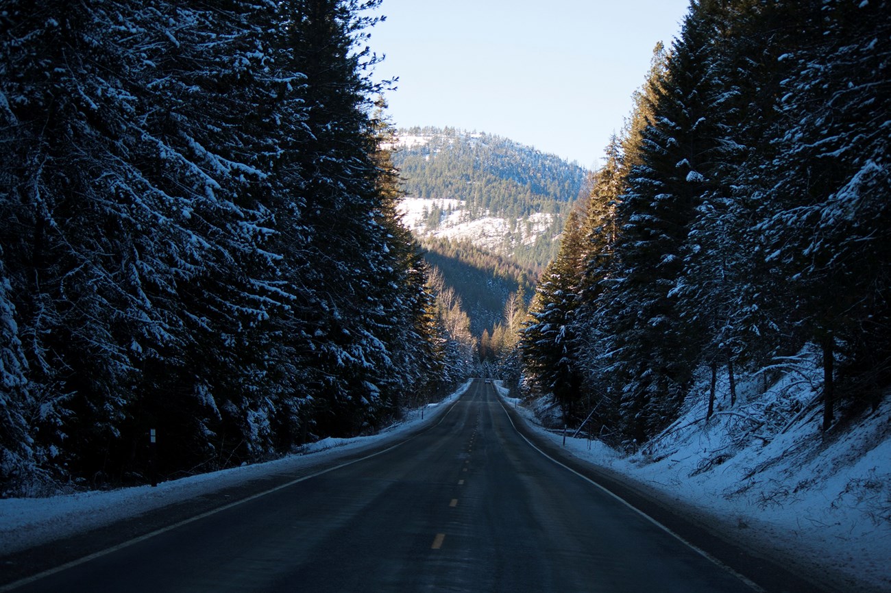 Winter driving A long road through the pines during winter.