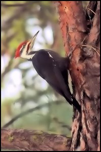 A pileated woodpecker on a tree trunk.
