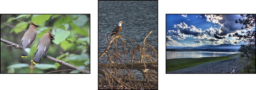 A view of the Colville River, a cedar waxwing, and a bald eagle are shown as things you may experience along the trail.