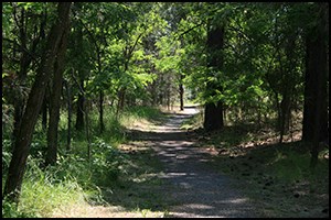 A Dirt Trail Winds Through the Trees at Old Kettle Falls