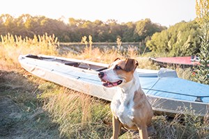 A dog sits in front of a canoe on the lakeshore with the sun setting to the left.