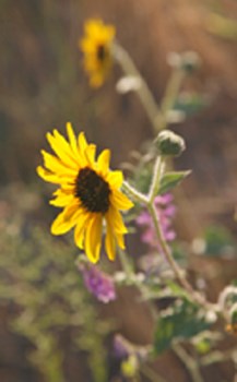 Yellow daisy-like flower with purple vetch in the background Yellow daisy-like flower with purple vetch in the background