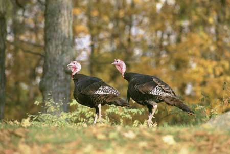 turkeys