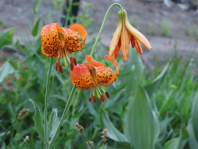 Tiger Lily's